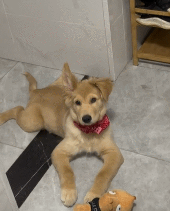 铁牛配资 半夜被狗子刨地板吵醒，刚想骂狗，狗居然没躲？定睛一看，当场气笑了…网友锐评：重型半挂下次还是倒车吧哈哈